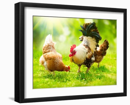 Rooster and Chickens. Free Range Cock and Hens-Subbotina Anna-Framed Photographic Print