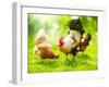 Rooster and Chickens. Free Range Cock and Hens-Subbotina Anna-Framed Photographic Print