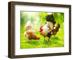 Rooster and Chickens. Free Range Cock and Hens-Subbotina Anna-Framed Photographic Print