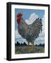 Rooster and Clouds-Barry Wilson-Framed Giclee Print