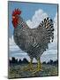 Rooster and Clouds-Barry Wilson-Mounted Premium Giclee Print