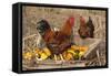 Rooster and Hen Perched on Antique Wooden Wheelbarrow Loaded with Gourds in Late Autumn-Lynn M^ Stone-Framed Stretched Canvas