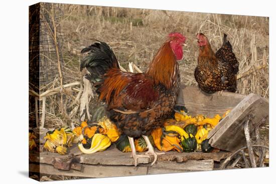 Rooster and Hen Perched on Antique Wooden Wheelbarrow Loaded with Gourds in Late Autumn-Lynn M^ Stone-Stretched Canvas