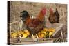 Rooster and Hen Perched on Antique Wooden Wheelbarrow Loaded with Gourds in Late Autumn-Lynn M^ Stone-Stretched Canvas