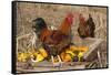 Rooster and Hen Perched on Antique Wooden Wheelbarrow Loaded with Gourds in Late Autumn-Lynn M^ Stone-Framed Stretched Canvas