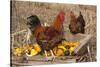 Rooster and Hen Perched on Antique Wooden Wheelbarrow Loaded with Gourds in Late Autumn-Lynn M^ Stone-Stretched Canvas