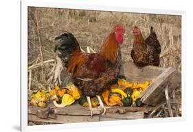 Rooster and Hen Perched on Antique Wooden Wheelbarrow Loaded with Gourds in Late Autumn-Lynn M^ Stone-Framed Photographic Print