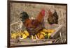 Rooster and Hen Perched on Antique Wooden Wheelbarrow Loaded with Gourds in Late Autumn-Lynn M^ Stone-Framed Photographic Print