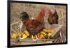 Rooster and Hen Perched on Antique Wooden Wheelbarrow Loaded with Gourds in Late Autumn-Lynn M^ Stone-Framed Photographic Print