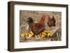 Rooster and Hen Perched on Antique Wooden Wheelbarrow Loaded with Gourds in Late Autumn-Lynn M^ Stone-Framed Photographic Print