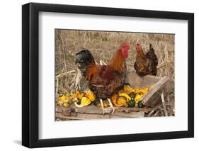 Rooster and Hen Perched on Antique Wooden Wheelbarrow Loaded with Gourds in Late Autumn-Lynn M^ Stone-Framed Photographic Print
