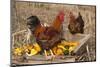 Rooster and Hen Perched on Antique Wooden Wheelbarrow Loaded with Gourds in Late Autumn-Lynn M^ Stone-Mounted Photographic Print