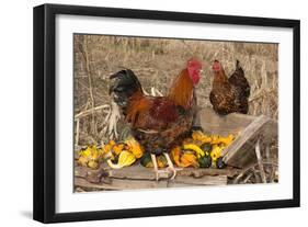 Rooster and Hen Perched on Antique Wooden Wheelbarrow Loaded with Gourds in Late Autumn-Lynn M^ Stone-Framed Photographic Print