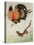 Rooster and Weasel-Koson Ohara-Stretched Canvas