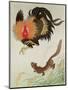 Rooster and Weasel-Koson Ohara-Mounted Giclee Print