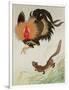 Rooster and Weasel-Koson Ohara-Framed Giclee Print