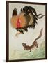 Rooster and Weasel-Koson Ohara-Framed Giclee Print