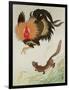 Rooster and Weasel-Koson Ohara-Framed Giclee Print