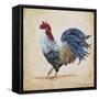 Rooster-B-Jean Plout-Framed Stretched Canvas