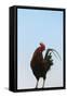 Rooster, Banaue, Ifugao Province, Philippines-Keren Su-Framed Stretched Canvas