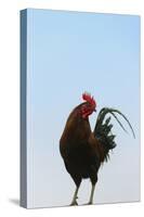 Rooster, Banaue, Ifugao Province, Philippines-Keren Su-Stretched Canvas