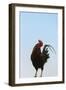 Rooster, Banaue, Ifugao Province, Philippines-Keren Su-Framed Photographic Print