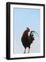 Rooster, Banaue, Ifugao Province, Philippines-Keren Su-Framed Photographic Print