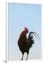 Rooster, Banaue, Ifugao Province, Philippines-Keren Su-Framed Photographic Print