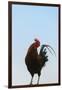 Rooster, Banaue, Ifugao Province, Philippines-Keren Su-Framed Photographic Print