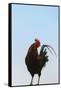 Rooster, Banaue, Ifugao Province, Philippines-Keren Su-Framed Stretched Canvas