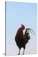 Rooster, Banaue, Ifugao Province, Philippines-Keren Su-Stretched Canvas