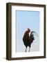 Rooster, Banaue, Ifugao Province, Philippines-Keren Su-Framed Photographic Print