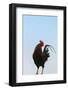 Rooster, Banaue, Ifugao Province, Philippines-Keren Su-Framed Photographic Print
