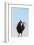 Rooster, Banaue, Ifugao Province, Philippines-Keren Su-Framed Photographic Print