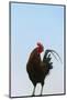 Rooster, Banaue, Ifugao Province, Philippines-Keren Su-Mounted Photographic Print