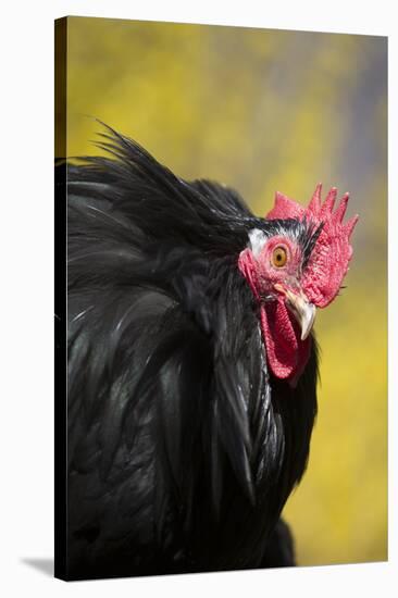 Rooster- (Breed- Black Mottled Cochin Bantam) Against Background of Forsythia-Lynn M^ Stone-Stretched Canvas