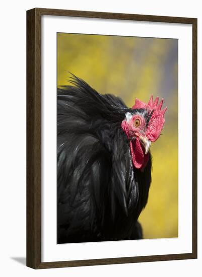 Rooster- (Breed- Black Mottled Cochin Bantam) Against Background of Forsythia-Lynn M^ Stone-Framed Photographic Print