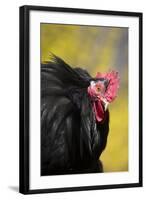 Rooster- (Breed- Black Mottled Cochin Bantam) Against Background of Forsythia-Lynn M^ Stone-Framed Photographic Print