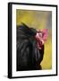 Rooster- (Breed- Black Mottled Cochin Bantam) Against Background of Forsythia-Lynn M^ Stone-Framed Photographic Print