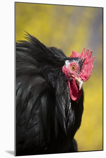 Rooster- (Breed- Black Mottled Cochin Bantam) Against Background of Forsythia-Lynn M^ Stone-Mounted Photographic Print