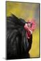 Rooster- (Breed- Black Mottled Cochin Bantam) Against Background of Forsythia-Lynn M^ Stone-Mounted Photographic Print