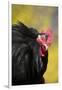 Rooster- (Breed- Black Mottled Cochin Bantam) Against Background of Forsythia-Lynn M^ Stone-Framed Photographic Print