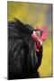 Rooster- (Breed- Black Mottled Cochin Bantam) Against Background of Forsythia-Lynn M^ Stone-Mounted Photographic Print