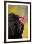 Rooster- (Breed- Black Mottled Cochin Bantam) Against Background of Forsythia-Lynn M^ Stone-Framed Photographic Print