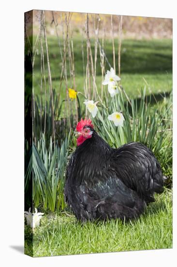 Rooster- (Breed- Black Mottled Cochin Bantam)-Lynn M^ Stone-Stretched Canvas