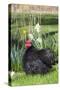 Rooster- (Breed- Black Mottled Cochin Bantam)-Lynn M^ Stone-Stretched Canvas