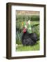 Rooster- (Breed- Black Mottled Cochin Bantam)-Lynn M^ Stone-Framed Photographic Print