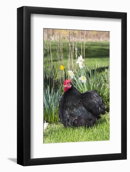 Rooster- (Breed- Black Mottled Cochin Bantam)-Lynn M^ Stone-Framed Photographic Print
