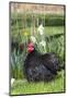 Rooster- (Breed- Black Mottled Cochin Bantam)-Lynn M^ Stone-Mounted Photographic Print