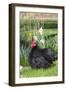 Rooster- (Breed- Black Mottled Cochin Bantam)-Lynn M^ Stone-Framed Photographic Print